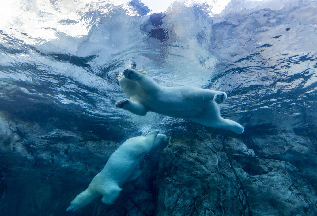 Direct Mail News 16/11/18: Case Study - Staying Cool Like a Polar Bear